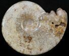 Cretaceous Ammonite Fossil - Khenifra, Morocco #35296-1